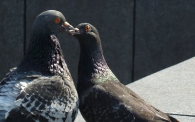 Schutz vor Tauben: Schäden an Gebäuden durch Taubenkot